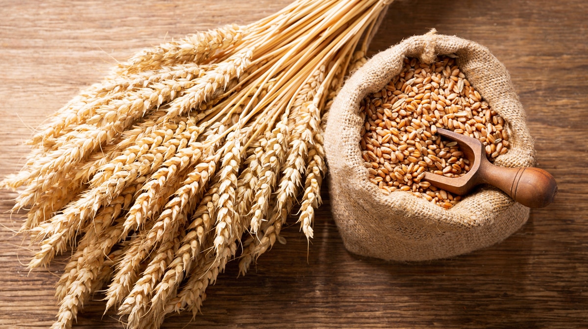 Wheat